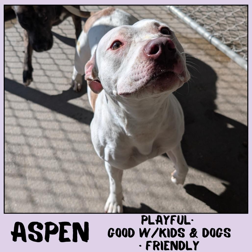Enlarge Aspen, a Adoptable Pit Bull Terrier in Emporia, KS image 1/3