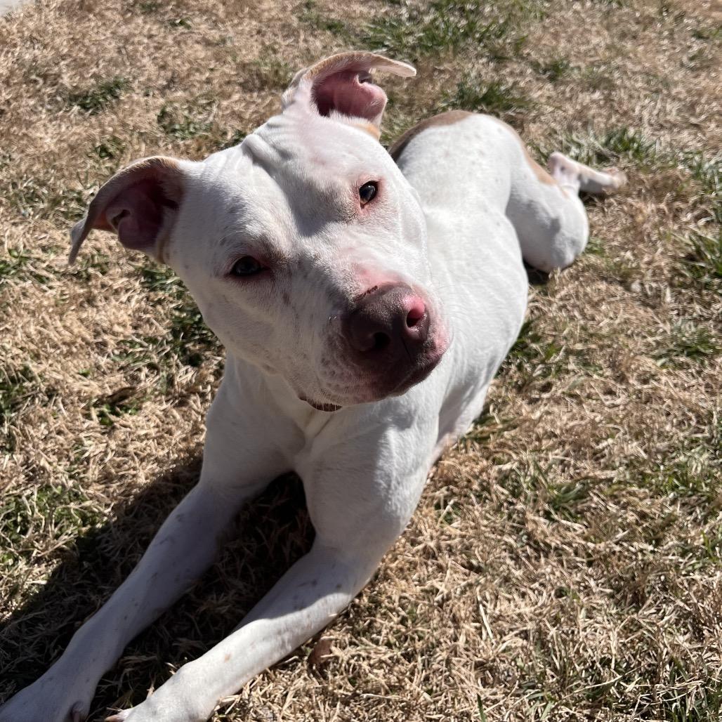 Enlarge Aspen, a Adoptable Pit Bull Terrier in Emporia, KS image 3/6