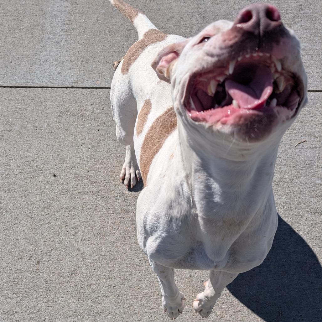 Enlarge Aspen, a Adoptable Pit Bull Terrier in Emporia, KS image 2/6