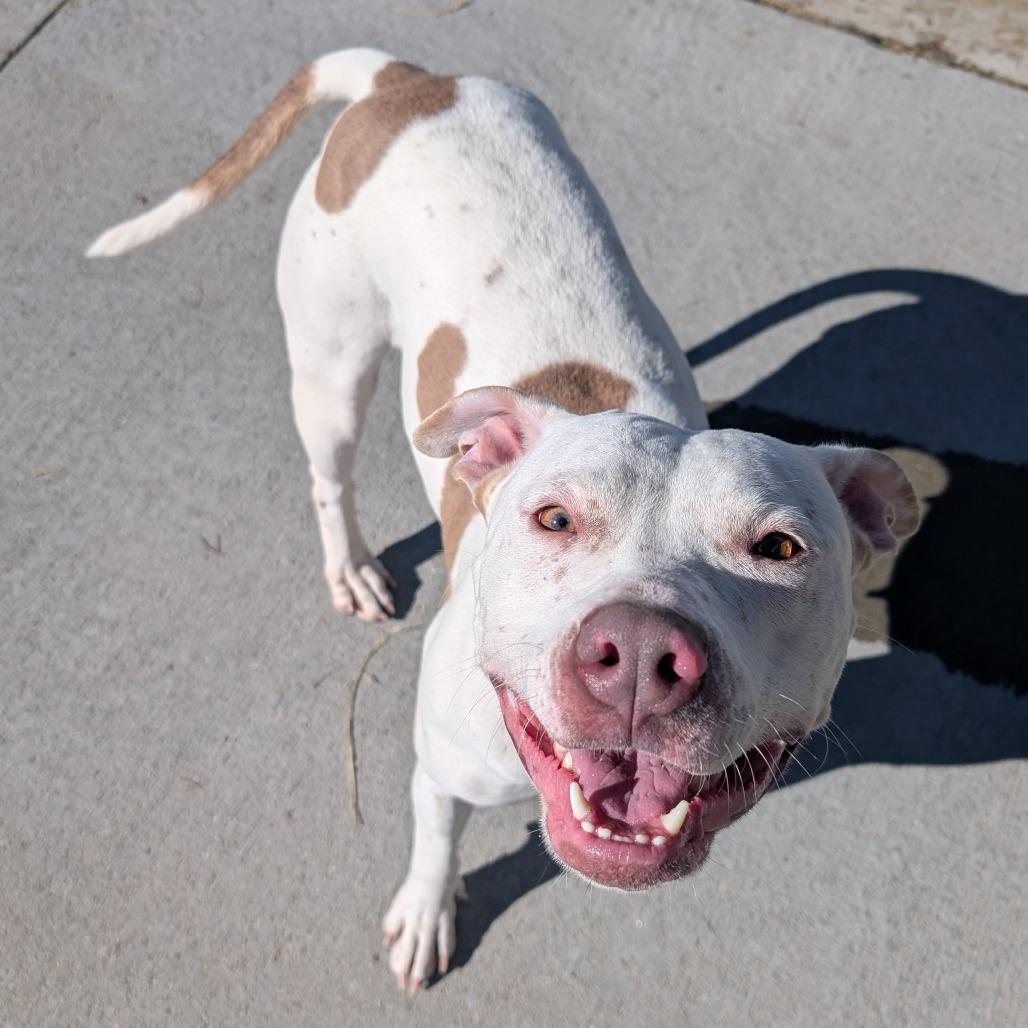 Enlarge Aspen, a Adoptable Pit Bull Terrier in Emporia, KS image 4/6