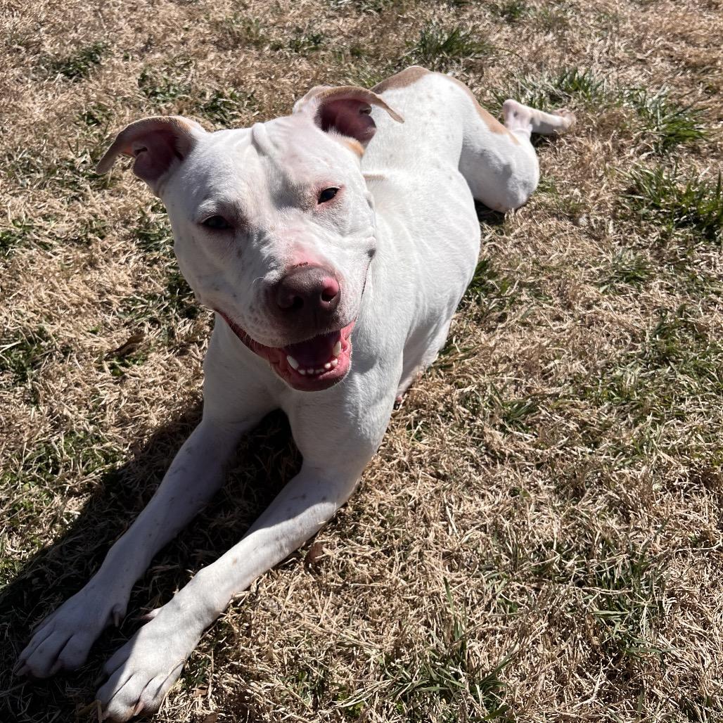 Enlarge Aspen, a Adoptable Pit Bull Terrier in Emporia, KS image 4/6