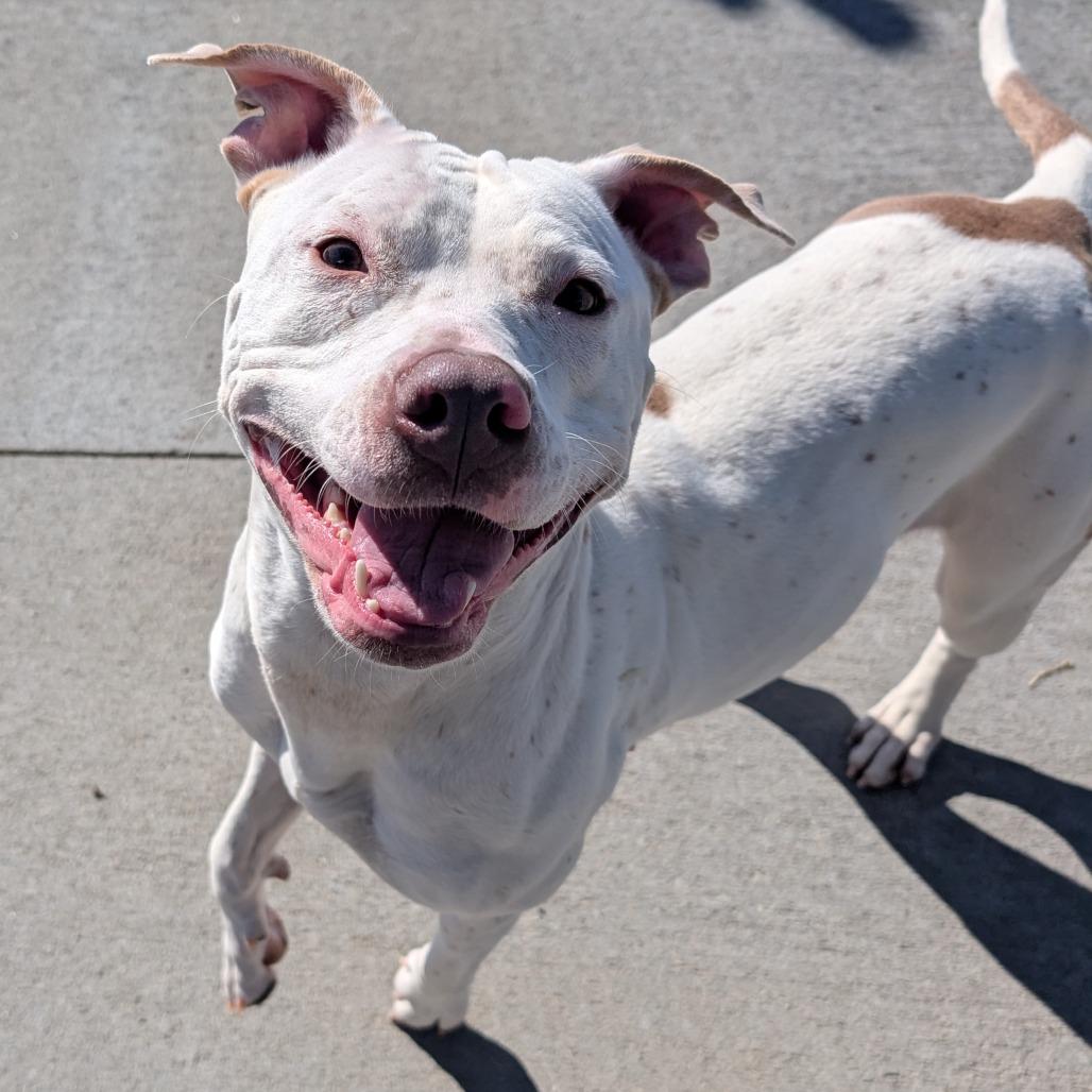Enlarge Aspen, a Adoptable Pit Bull Terrier in Emporia, KS image 5/6