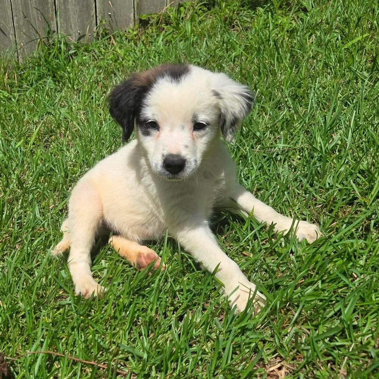 Harvey, a Adoptable mixed breed in Smithfield, RI image 2/4