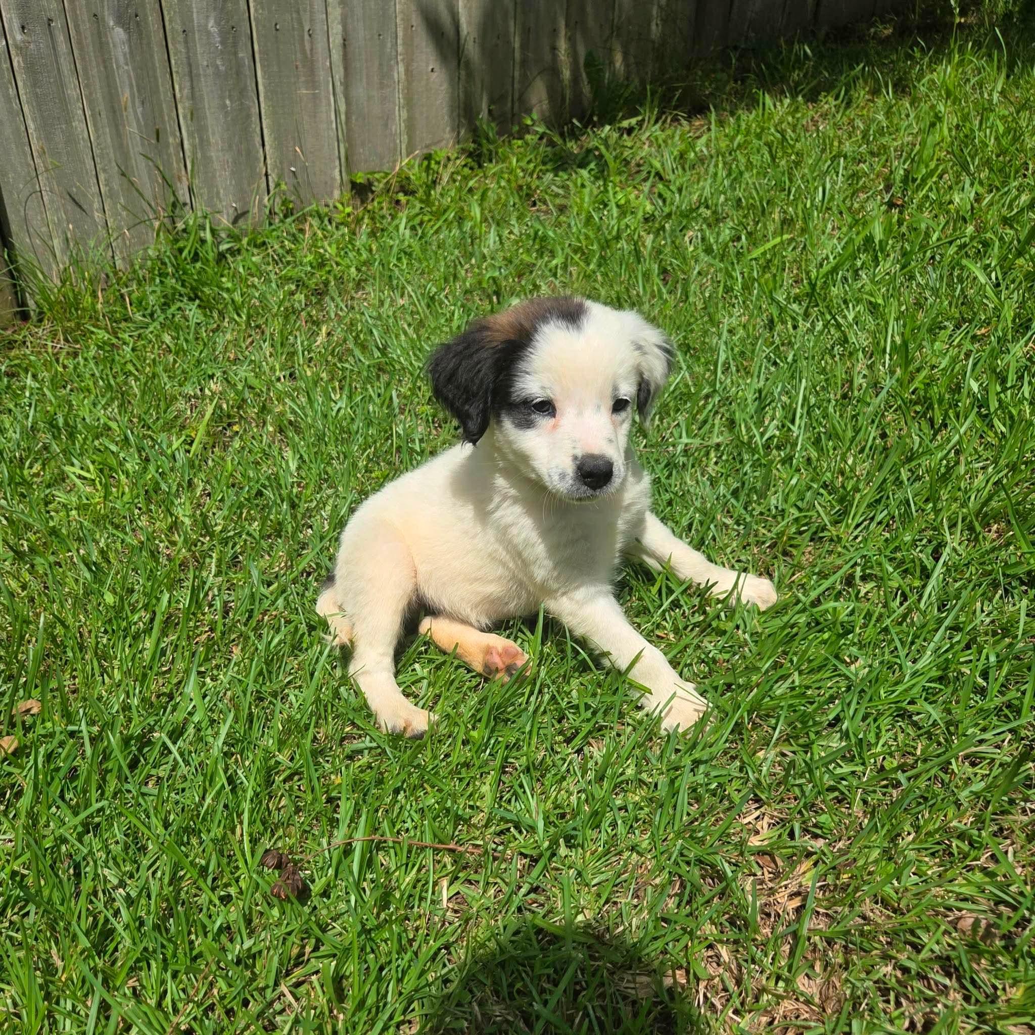 Harvey, a Adoptable mixed breed in Smithfield, RI image 3/4