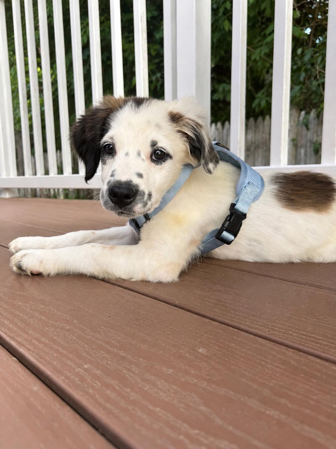 Harvey, Adoptable, Puppy Male Australian Shepherd.