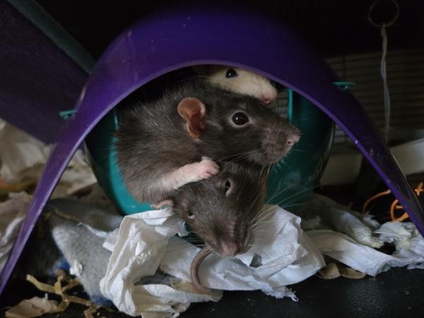 Enlarge Crouton, Cheesecake & Miso, a ADOPTABLE Rat in Merrimack, NH image 2/6