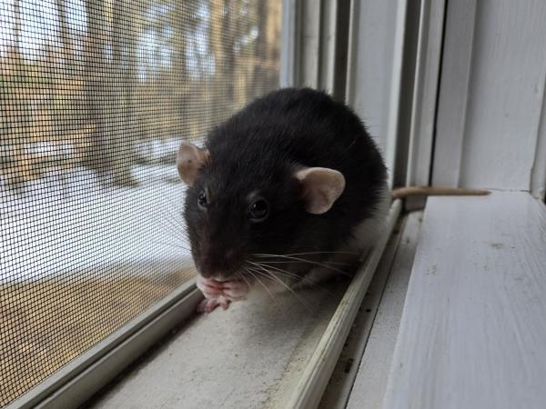 Enlarge Crouton, Cheesecake & Miso, a ADOPTABLE Rat in Merrimack, NH image 5/6