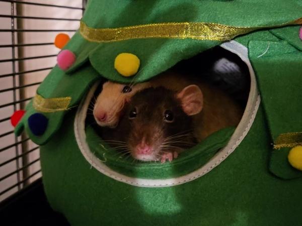 Enlarge Crouton, Cheesecake & Miso, a ADOPTABLE Rat in Merrimack, NH image 6/6