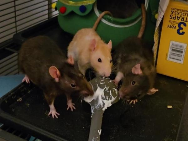 Crouton, Cheesecake & Miso, ADOPTABLE, Senior Female Rat.