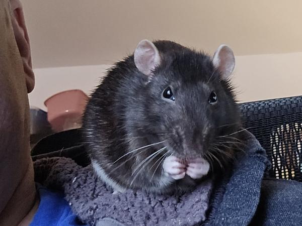 Enlarge Crouton, Cheesecake & Miso, a ADOPTABLE Rat in Merrimack, NH image 3/6