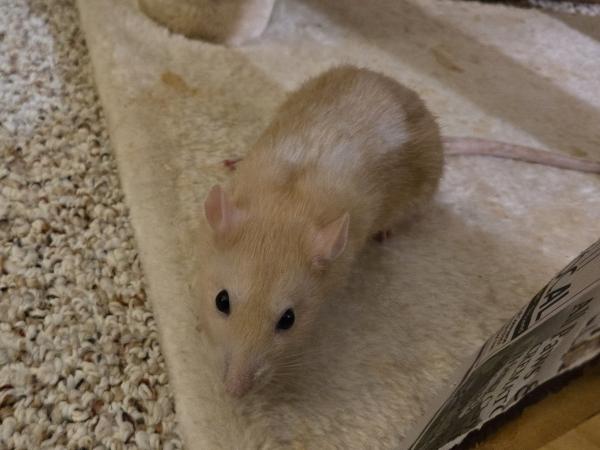 Enlarge Crouton, Cheesecake & Miso, a ADOPTABLE Rat in Merrimack, NH image 4/6