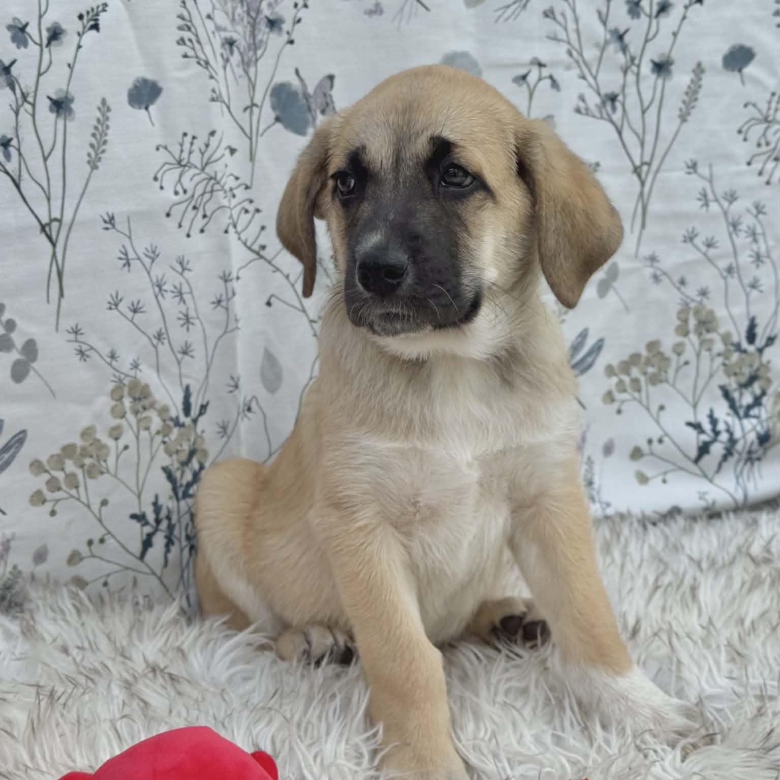 Enlarge Meeko, an adopted Shepherd in Winchester, VA image 3/6