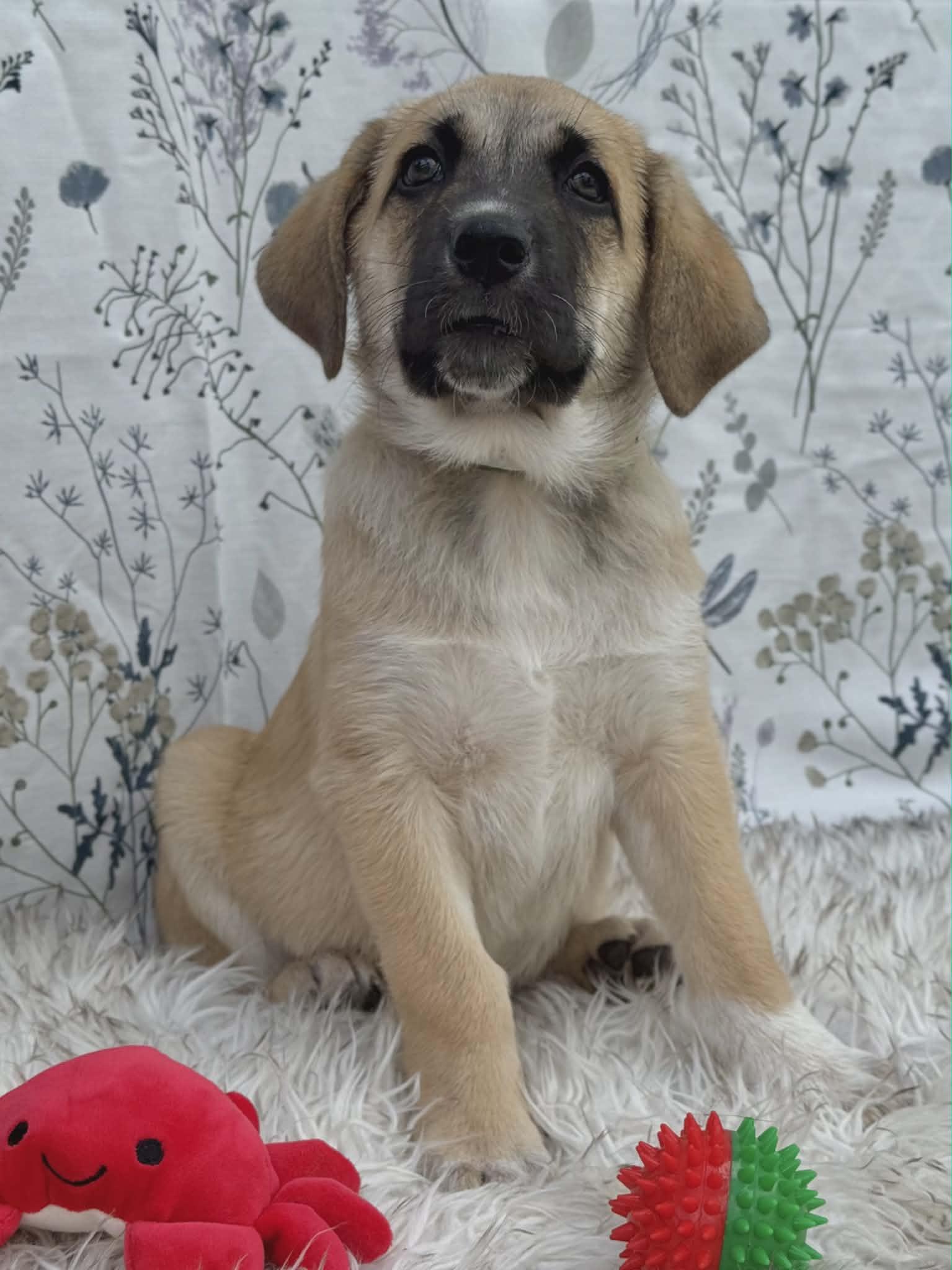 Enlarge Meeko, an adopted Shepherd in Winchester, VA image 5/6