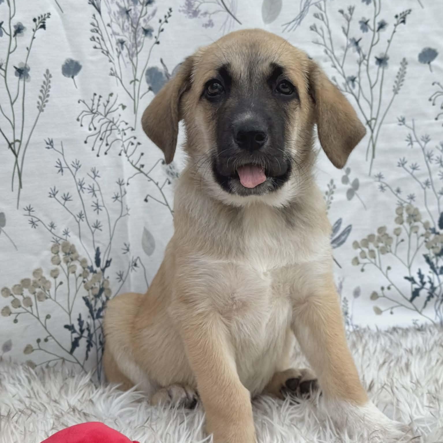 Enlarge Meeko, an adopted Shepherd in Winchester, VA image 2/6