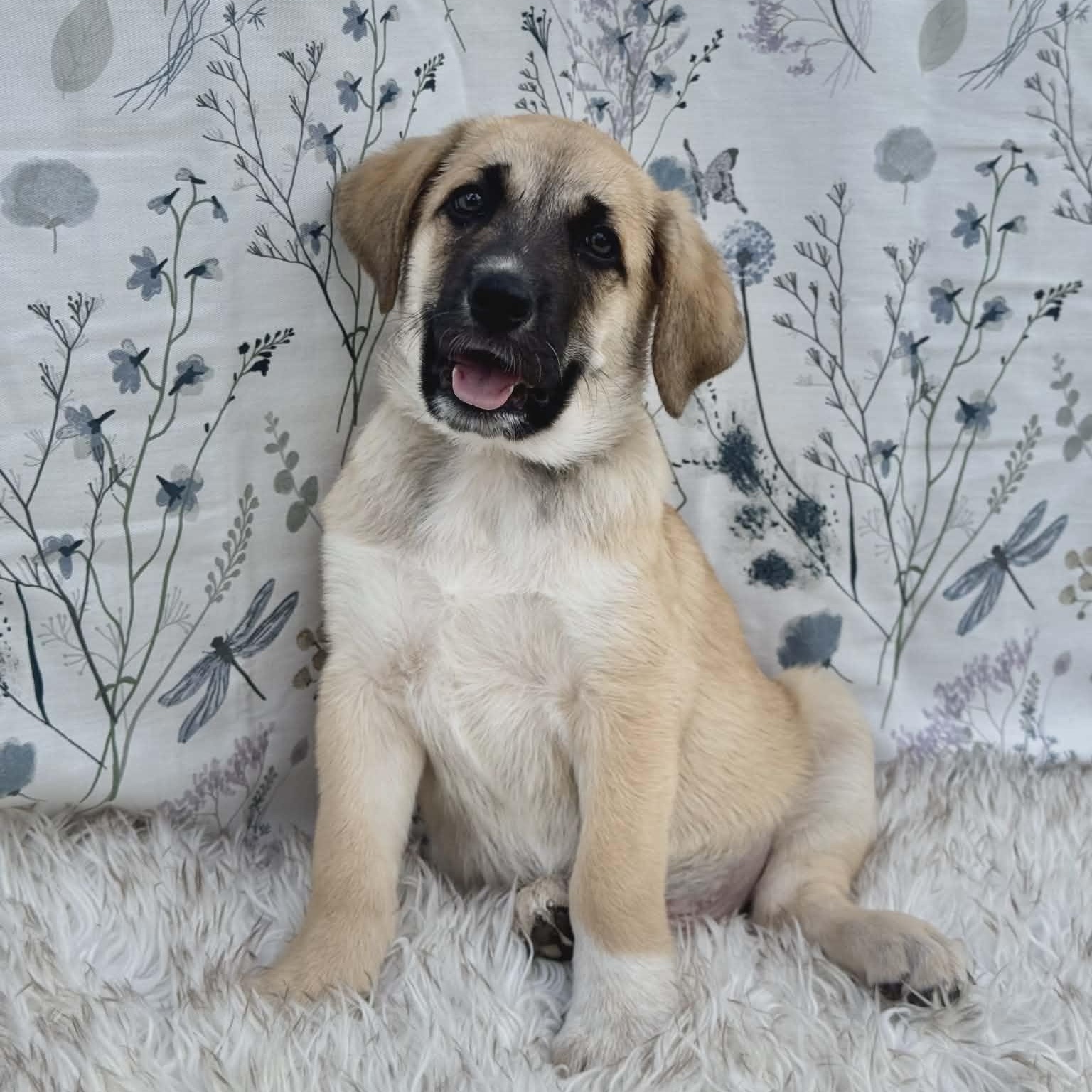Meeko, adopted, Puppy Male Shepherd.