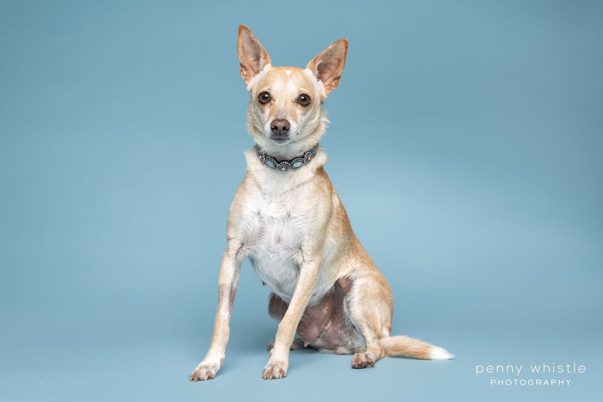 Rainey, an adopted mixed breed in Coppell, TX image 2/3