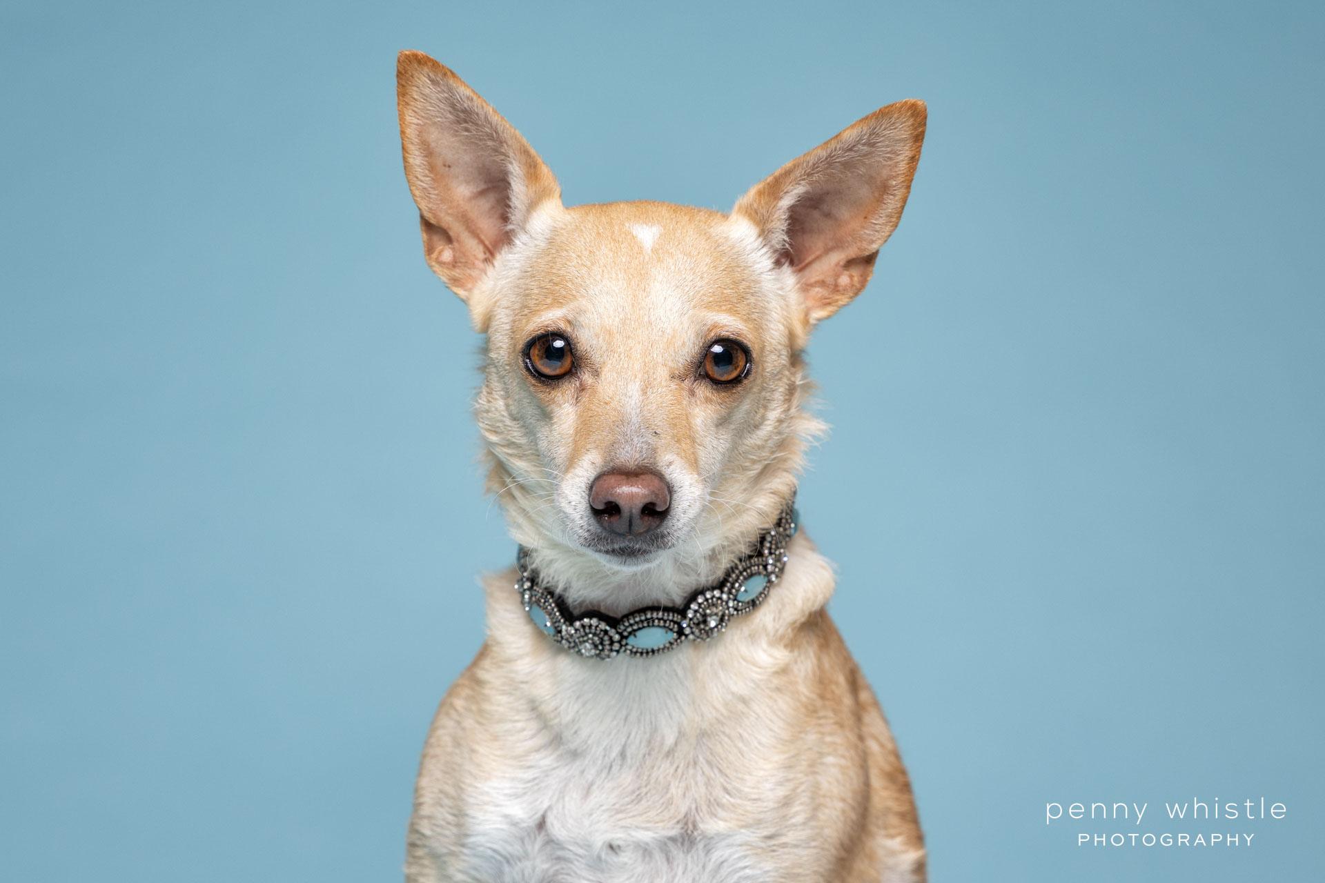 Rainey, Adoptable, Young Female Italian Greyhound & Chihuahua.