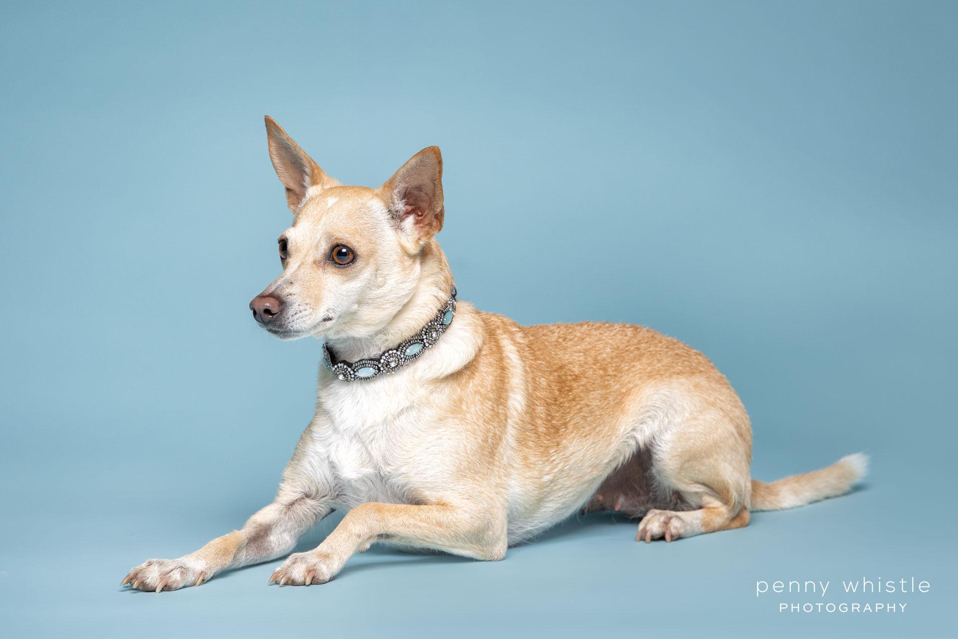 Rainey, an adopted mixed breed in Coppell, TX image 3/3