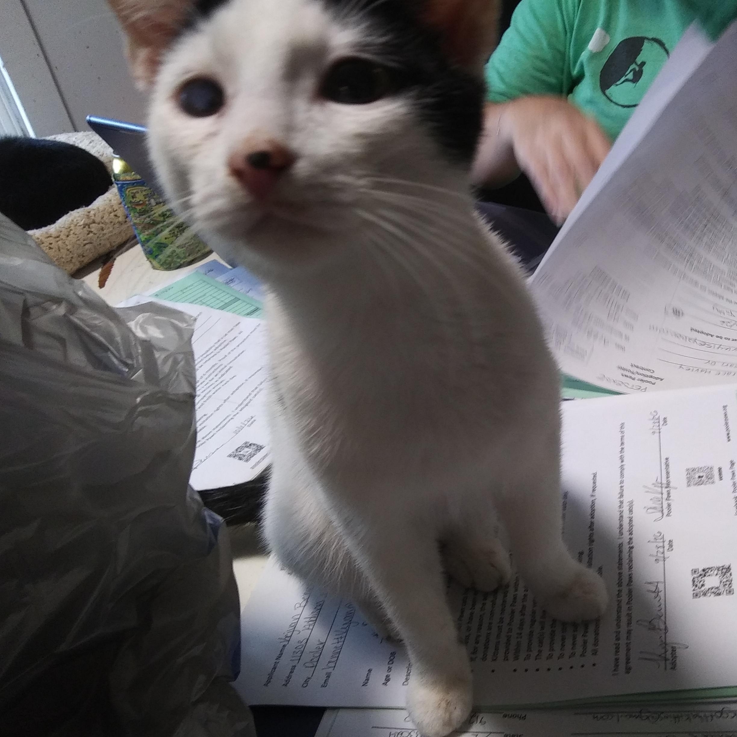 Enlarge Rush (At Petsense Rincon), a Adopted Domestic Short Hair in Port Wentworth, GA image 2/4