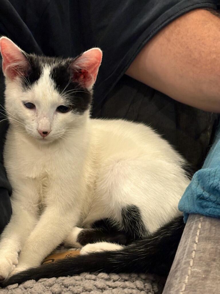 Rush (At Petsense Rincon), Adopted, Young Male Domestic Short Hair.