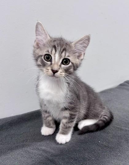 Enlarge Jueves, a ADOPTABLE Domestic Short Hair in Bishop, GA image 1/1