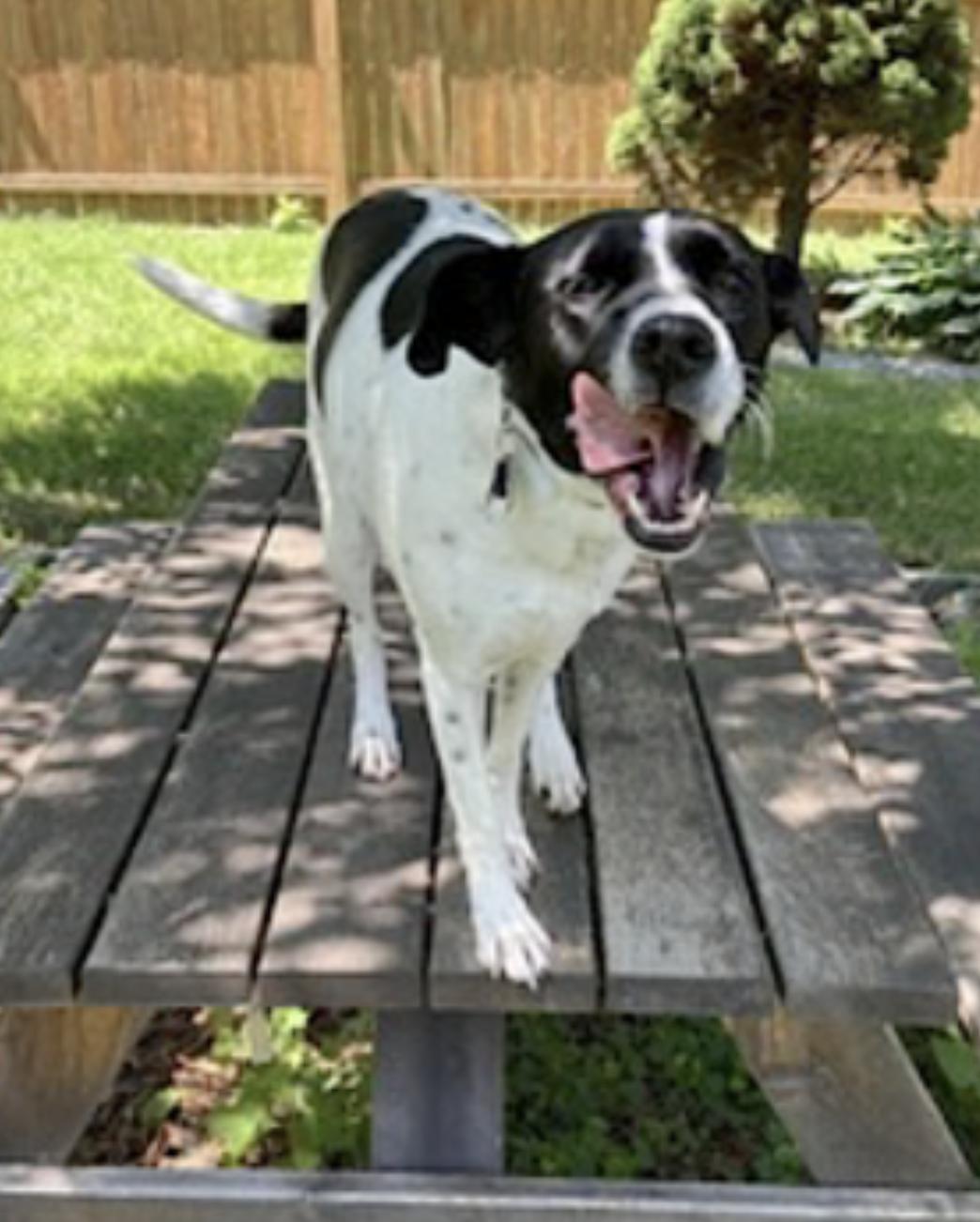 Tonks — thumbnail 5