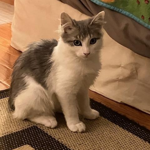 Mac: DMH (FCID# 10/06/2025 - 34)