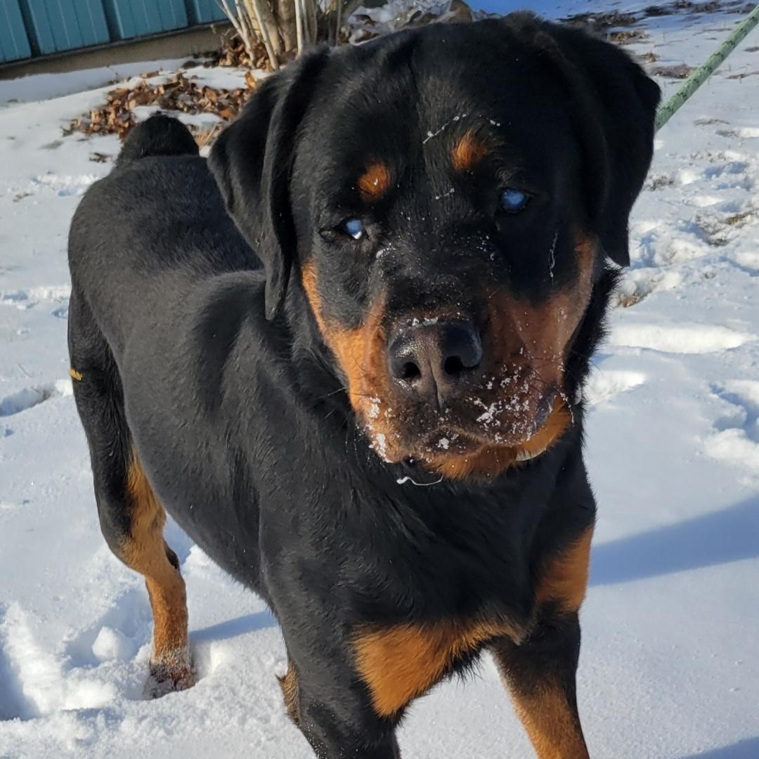 Enlarge BB (big boy), a Adoptable mixed breed in Lincoln, IL image 4/4