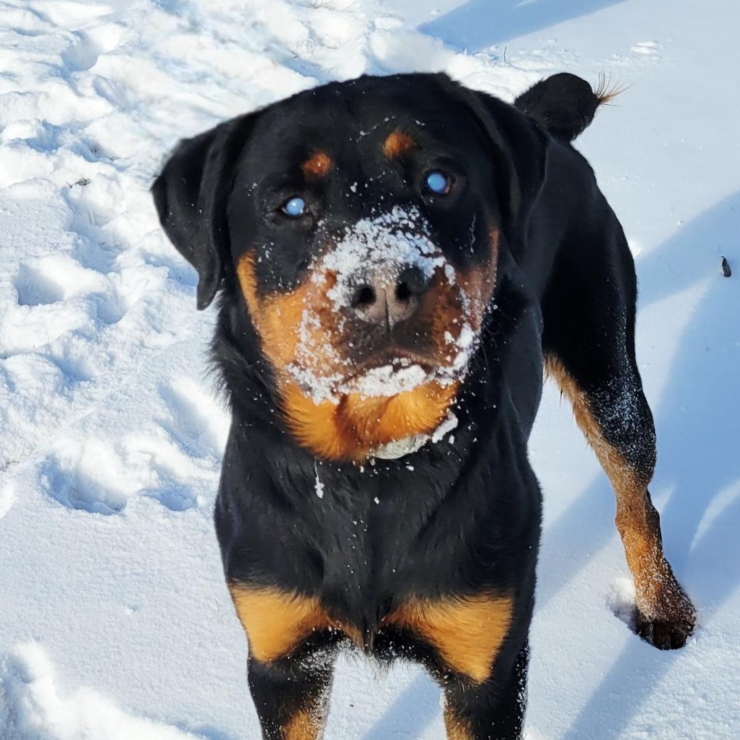 BB (big boy), Adoptable, Young Male Rottweiler.
