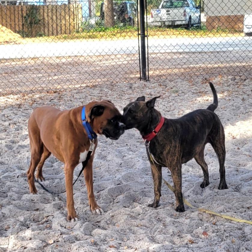 Bella, a Adoptable Mixed Breed in Port Charlotte, FL image 1/6