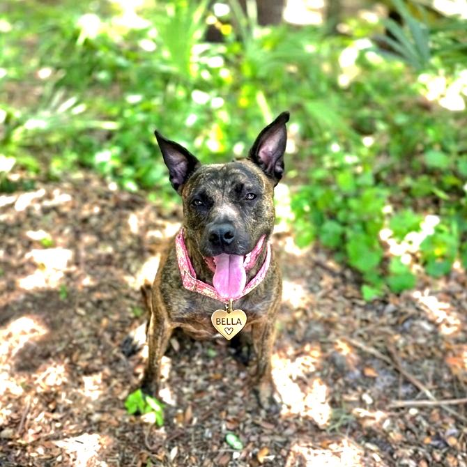 Enlarge Bella, a Adoptable Mixed Breed in Port Charlotte, FL image 2/6