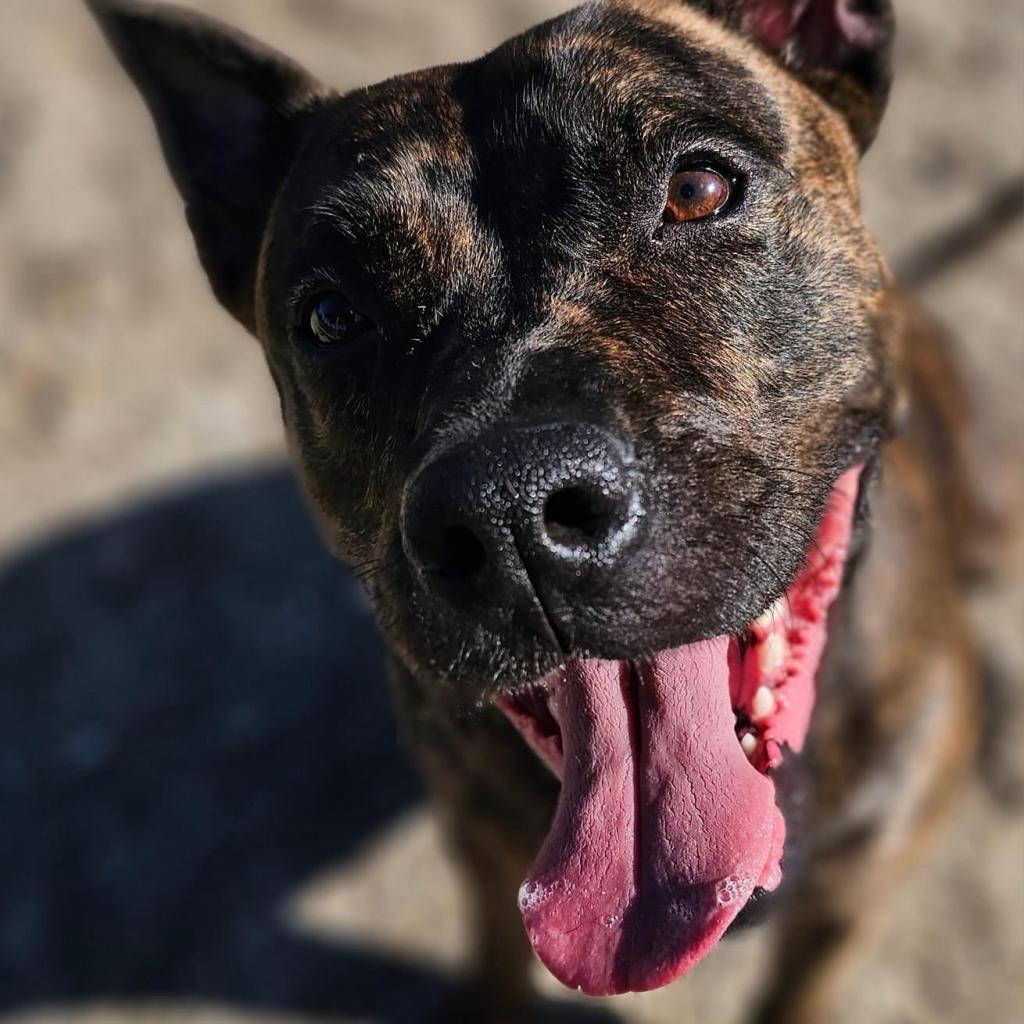 Enlarge Bella, a Adoptable Mixed Breed in Port Charlotte, FL image 2/6