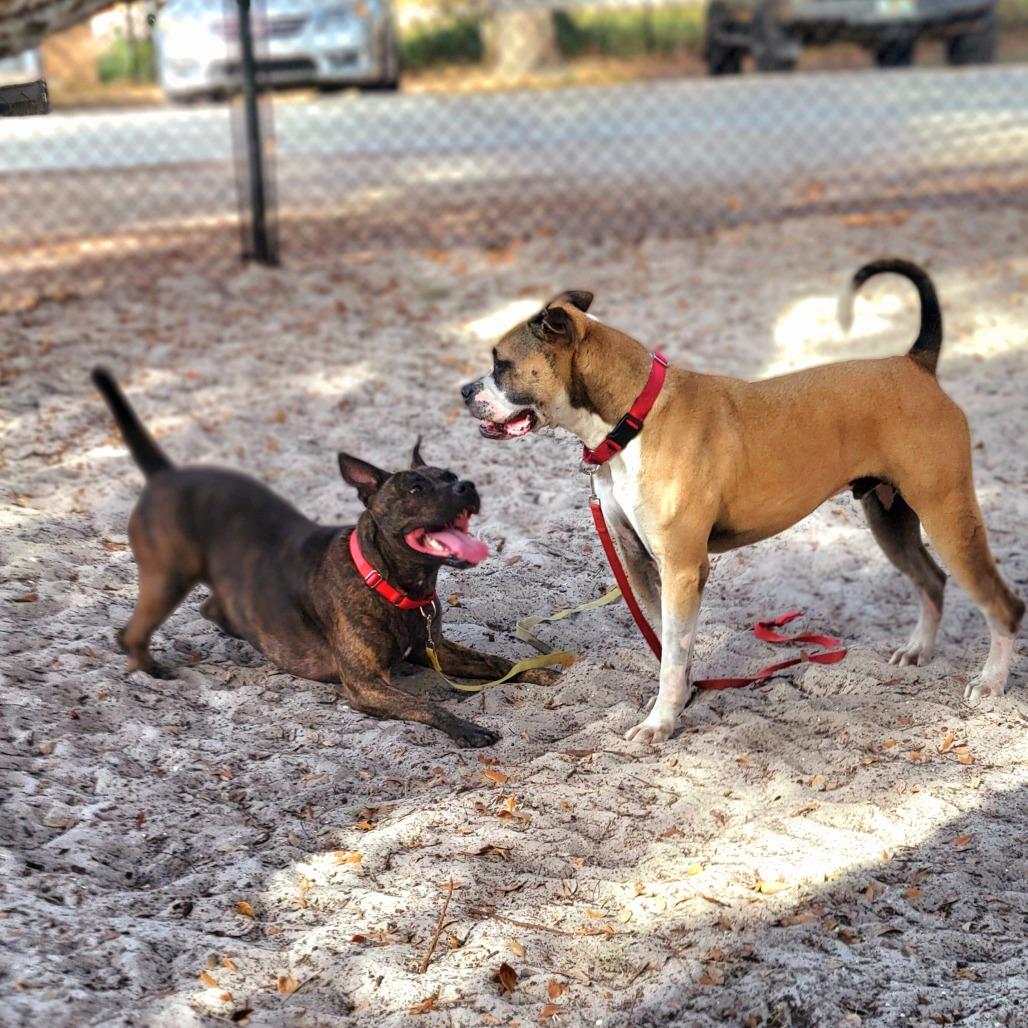 Bella, a Adoptable Mixed Breed in Port Charlotte, FL image 3/6
