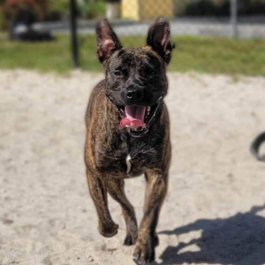 Enlarge Bella, a Adoptable Mixed Breed in Port Charlotte, FL image 3/6