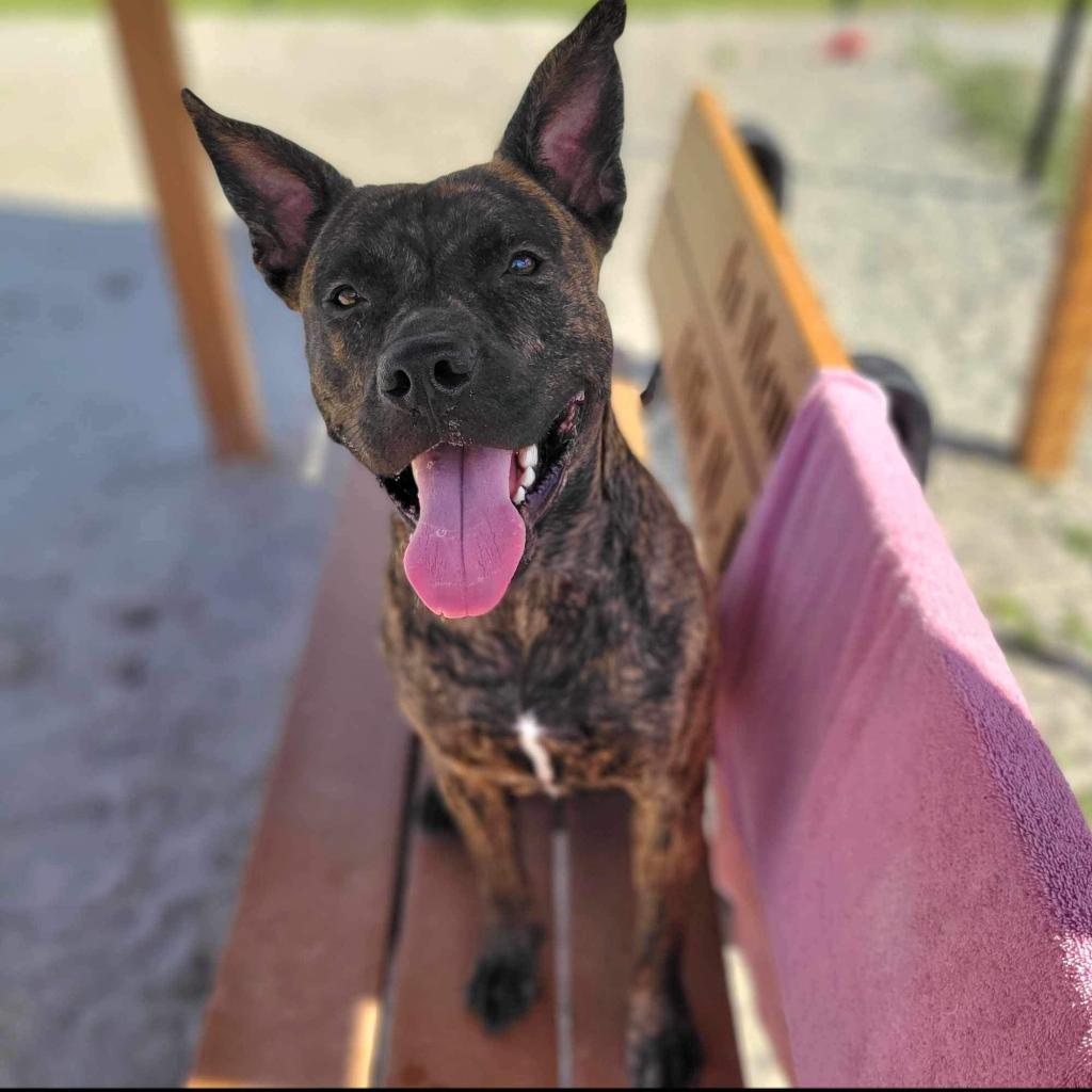 Enlarge Bella, a Adoptable Mixed Breed in Port Charlotte, FL image 4/6