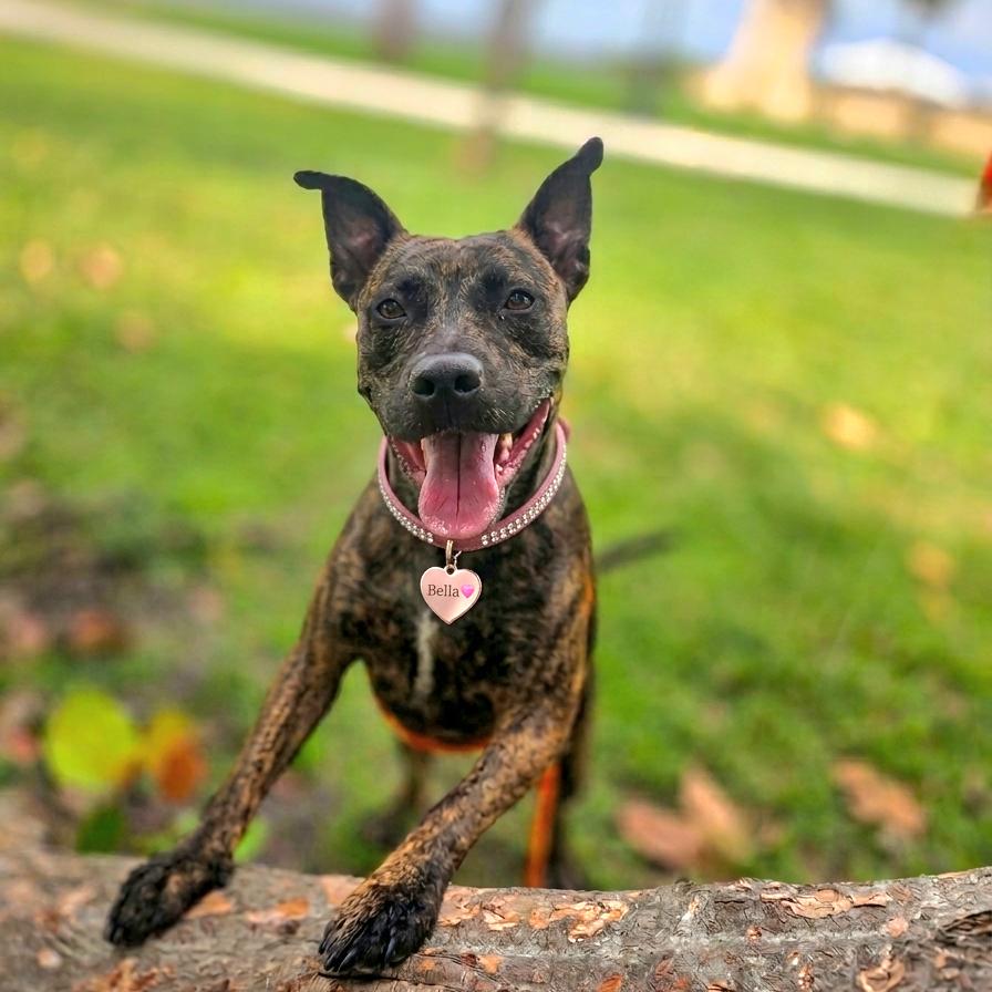 Bella, a Adoptable Mixed Breed in Port Charlotte, FL image 4/6