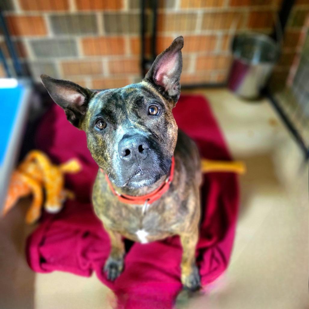 Bella, a Adoptable Mixed Breed in Port Charlotte, FL image 4/6