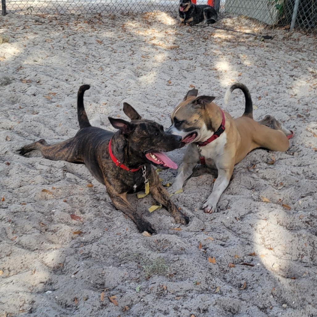 Enlarge Bella, a Adoptable Mixed Breed in Port Charlotte, FL image 5/6
