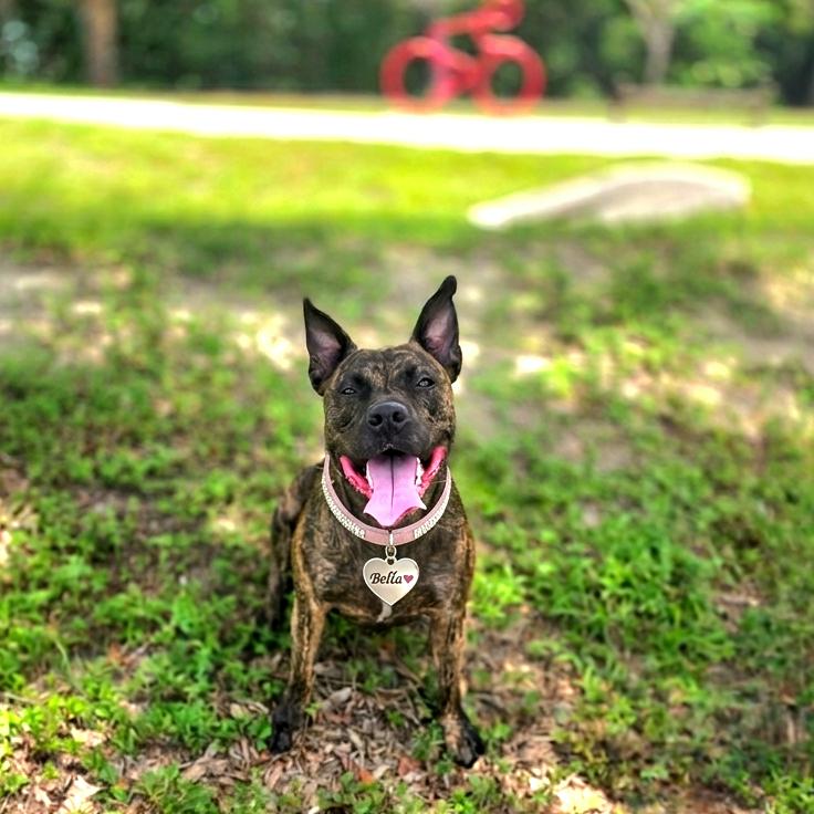 Bella, a Adoptable Mixed Breed in Port Charlotte, FL image 4/5