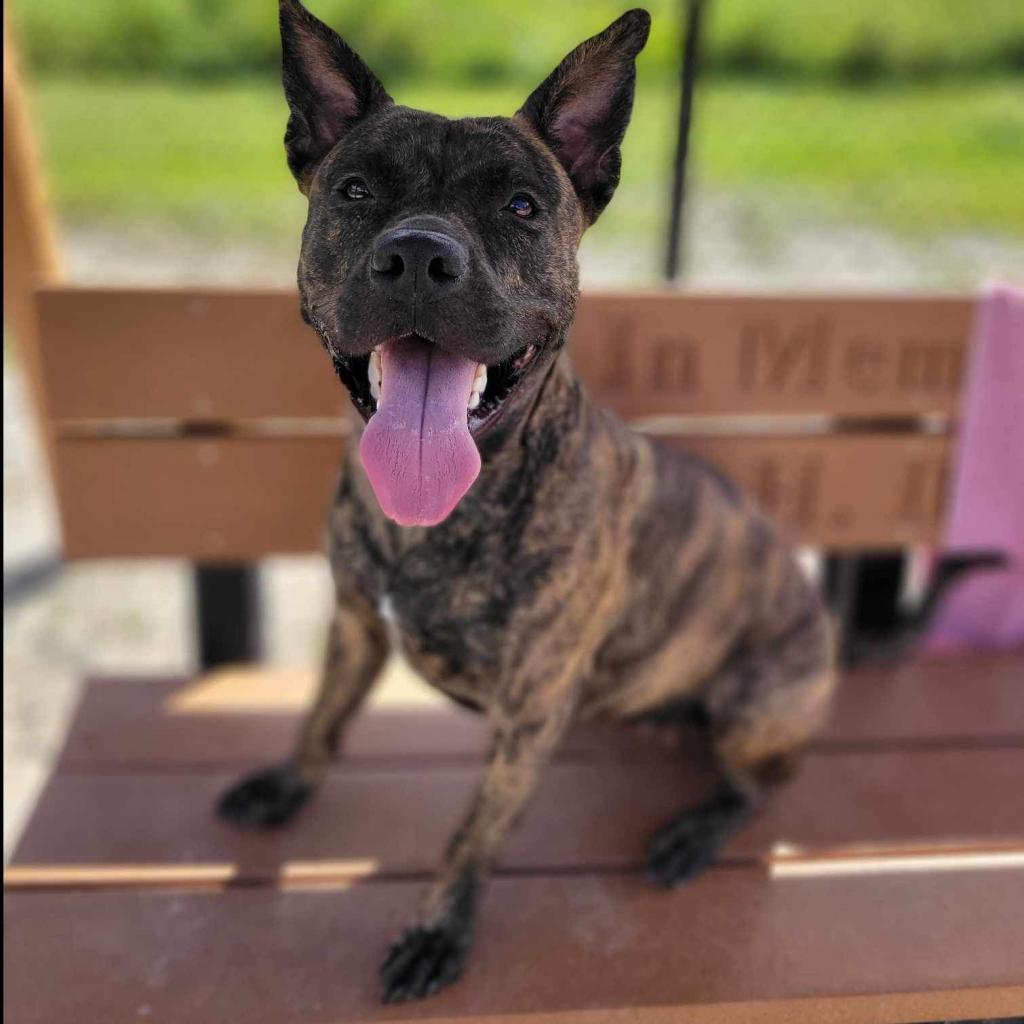 Bella, a Adoptable Mixed Breed in Port Charlotte, FL image 6/6