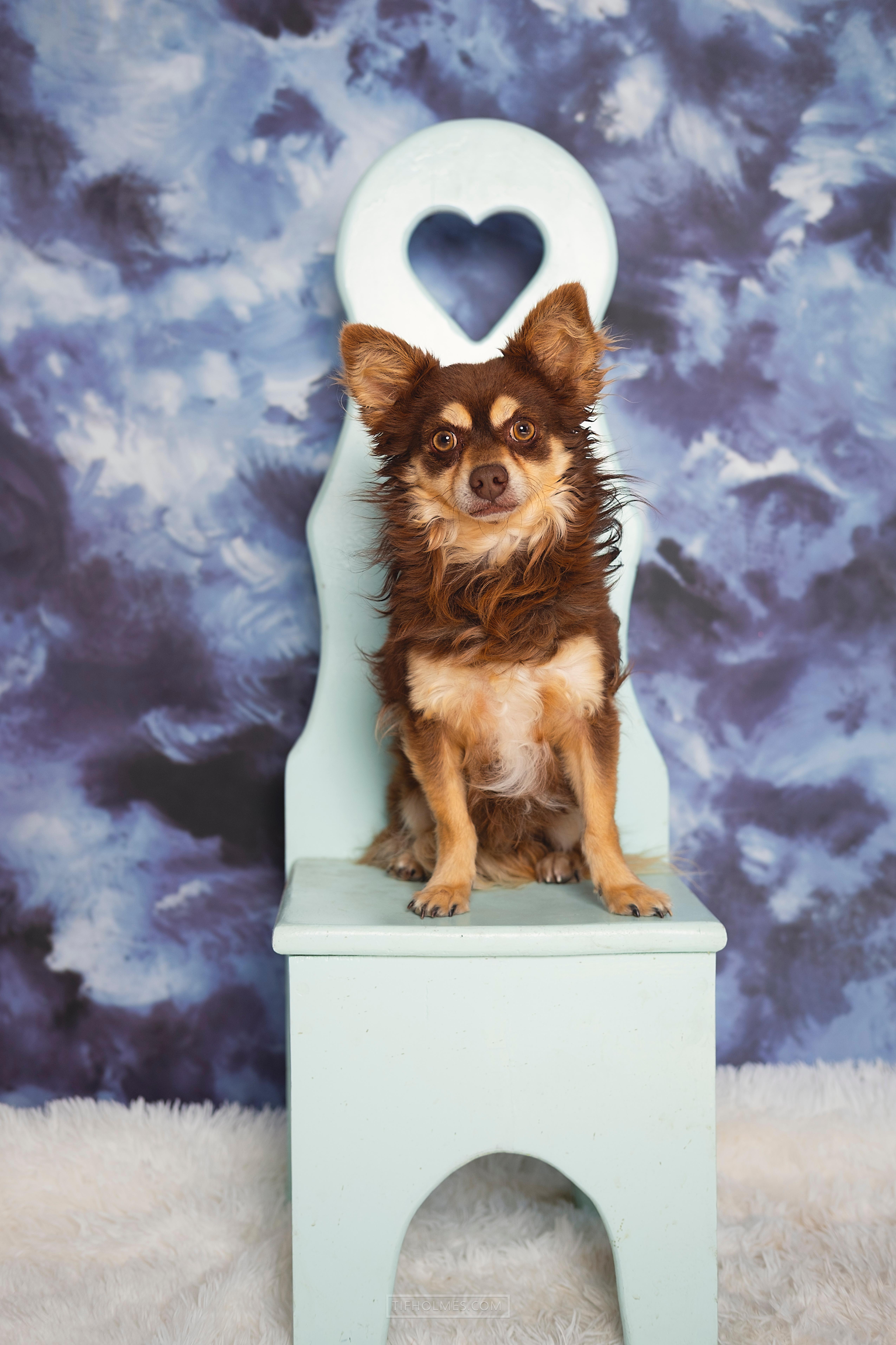 Enlarge Noah, a Adoptable mixed breed in Lubbock, TX image 1/1