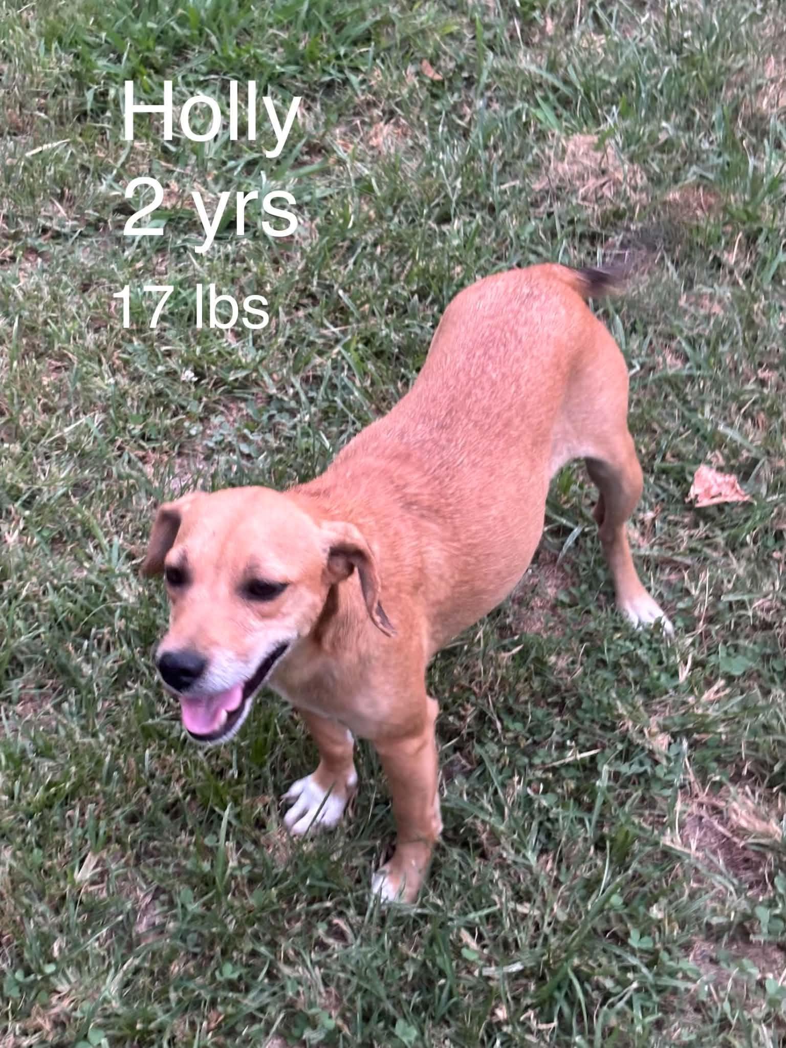 HollyHeart, Adoptable, Young Female Chihuahua & Dachshund.