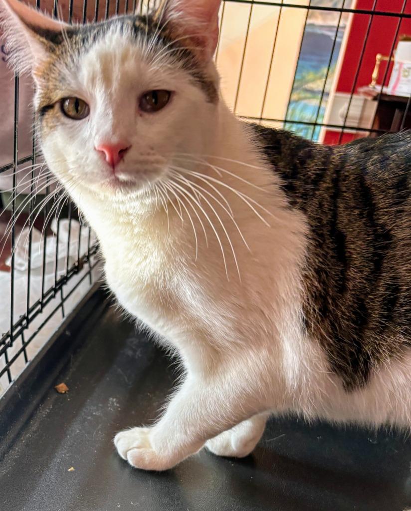 Remy, Adoptable, Young Male Domestic Short Hair.