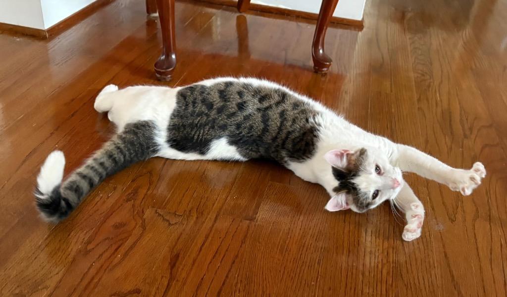 Enlarge Remy, a Adoptable mixed breed in Evans, GA image 3/4