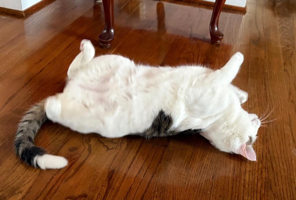 Enlarge Remy, a Adoptable mixed breed in Evans, GA image 4/4