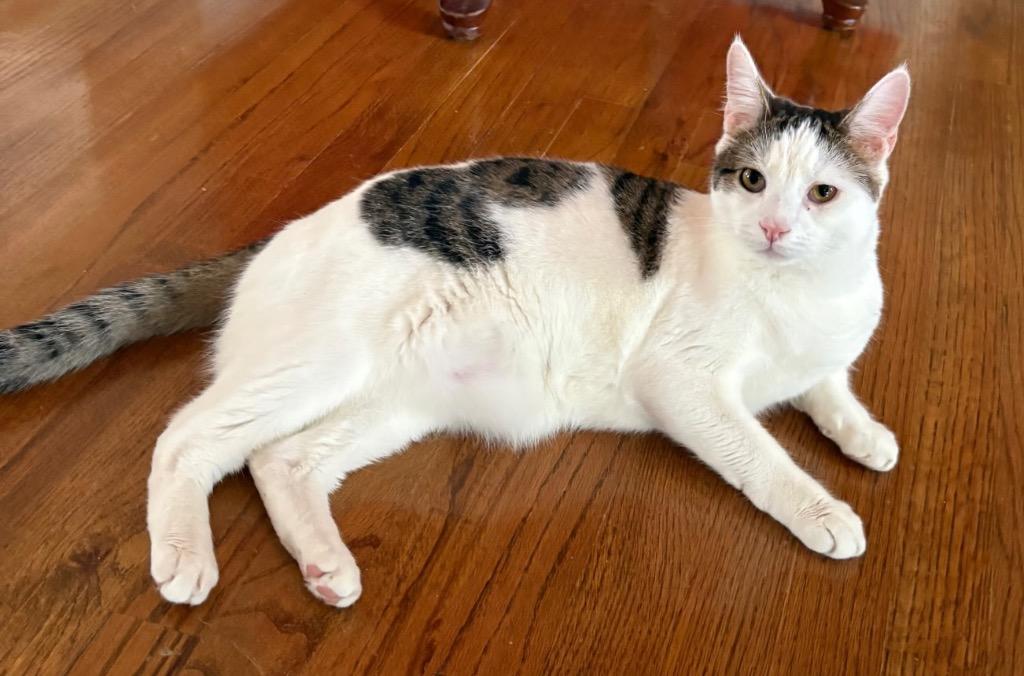 Remy, a Adoptable mixed breed in Evans, GA image 3/4