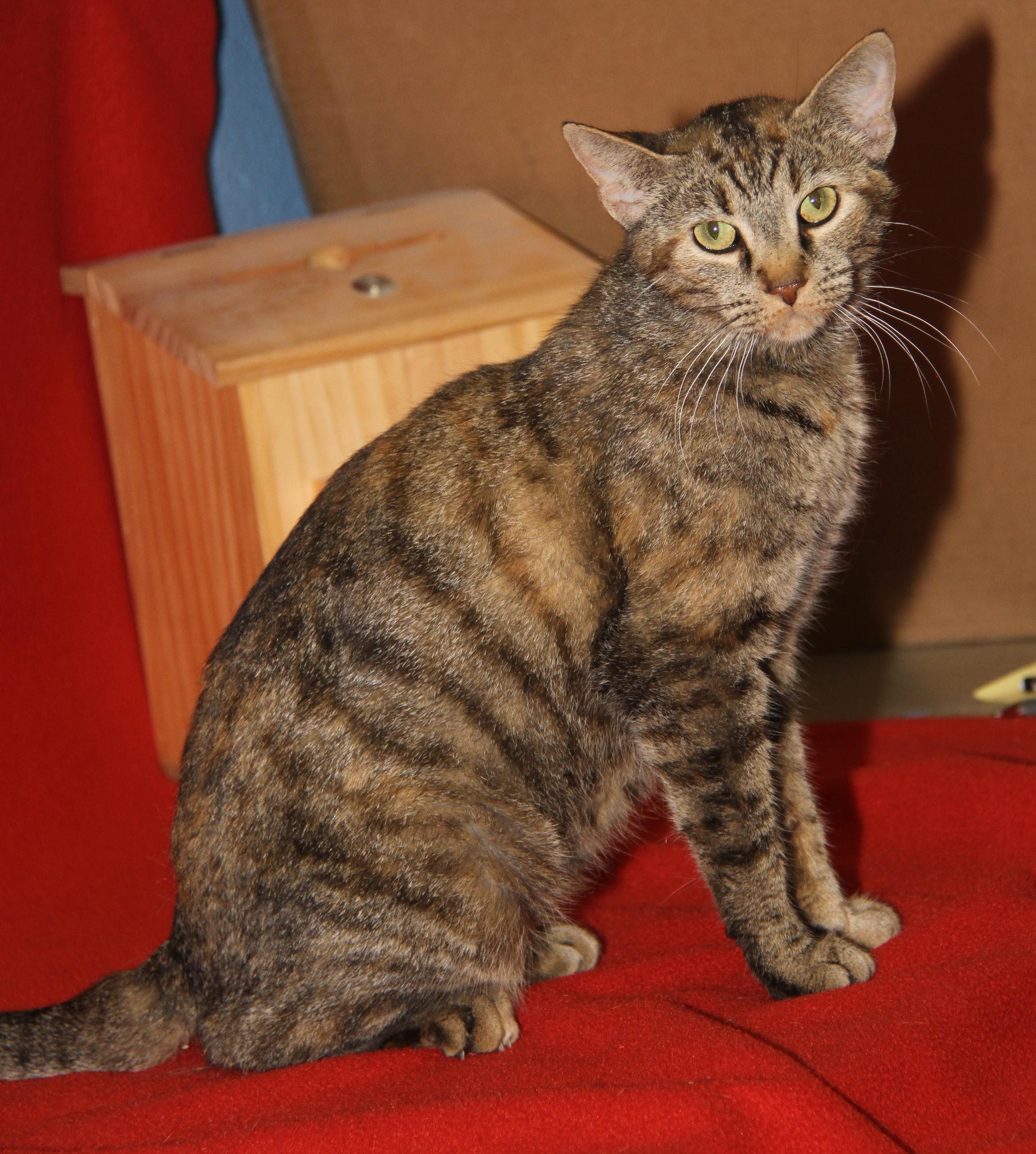 Hasbro (Spayed) (Empty-Nester) photo 5