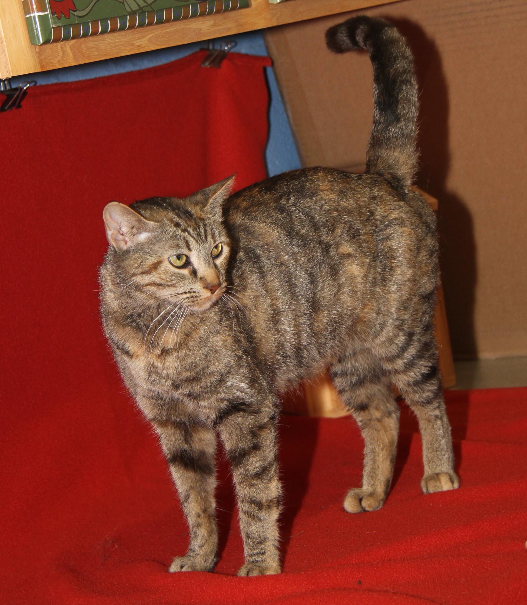 Hasbro (Spayed) (Empty-Nester) photo 2