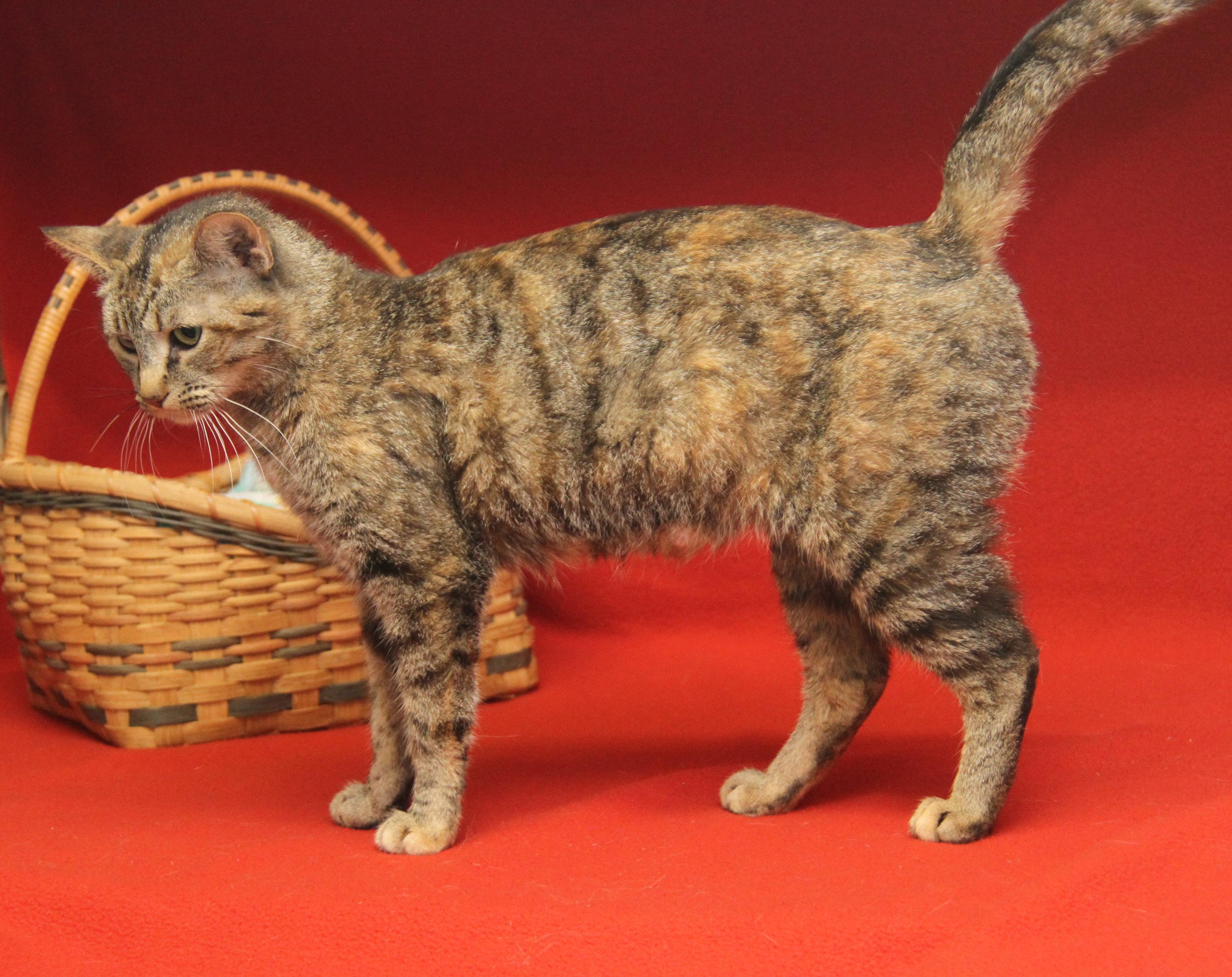 Hasbro (Spayed) (Empty-Nester) photo 4