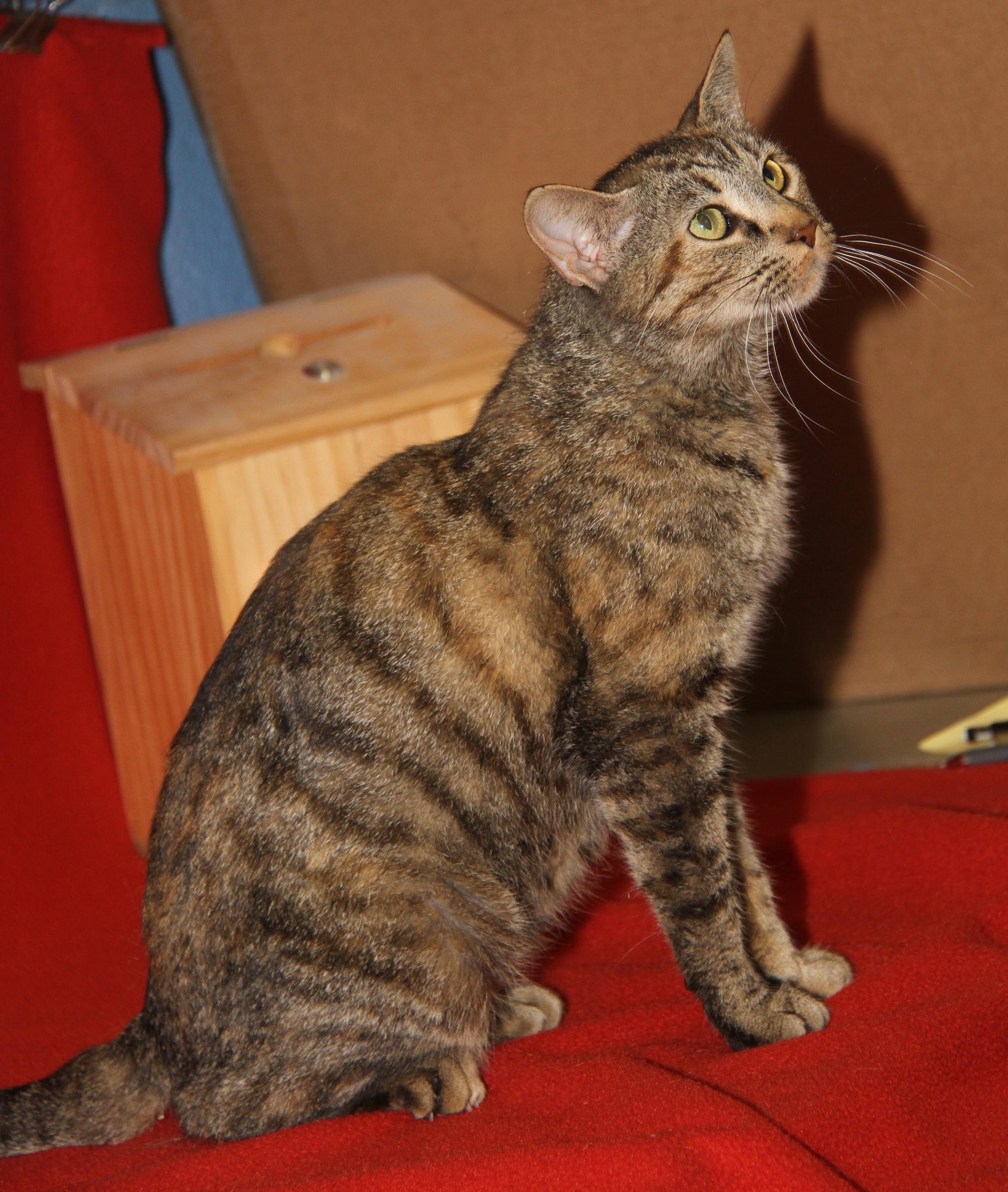 Hasbro (Spayed) (Empty-Nester), Young Female Torbie